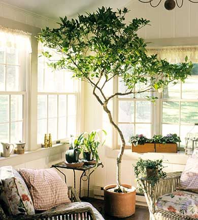 Indoor trees make me happy. Indoor Fruit Trees, Tanaman Pot, Large Indoor Plants, Indoor Tree, Herringbone Backsplash, Indoor Trees, Decoration Plante, Big Plants, Indoor Gardens