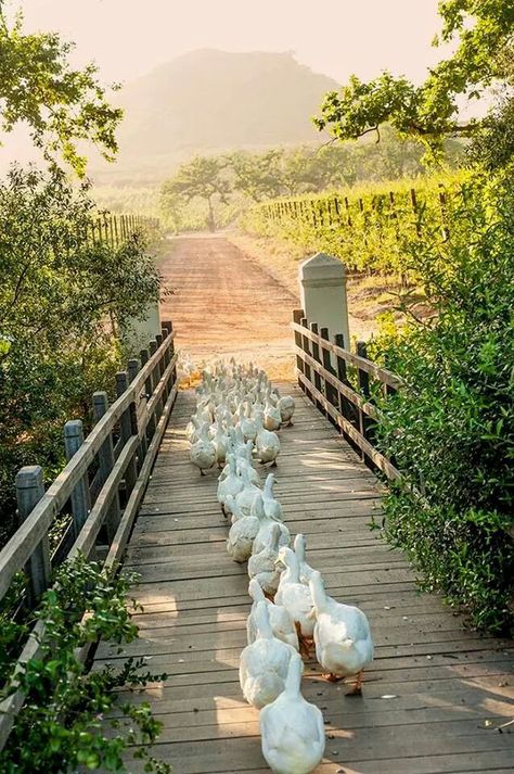 Lovely morning Matka Natura, Haiwan Peliharaan, Green Gables, 귀여운 동물, The Farm, Country Living, Farm Life, Country Life, Belle Photo