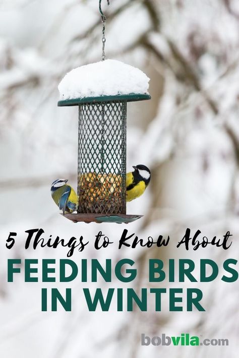 Bird Feeder Post, Feeding Birds In Winter, Winter Bird Feeders, Modern Bird Feeders, Bird Feeder Stands, Backyard Birds Watching, Make A Bird Feeder, Bird Feeder Craft, Feeding Birds