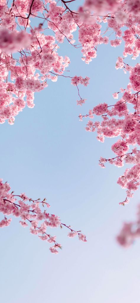 SPRING Wallpapers Cherry Blossom Wallpaper Iphone, Frühling Wallpaper, Cherry Blossom Wallpaper, Iphone Wallpaper Landscape, Cherry Blossom Background, Iphone Wallpaper Sky, Iphone Wallpaper Fall, Flowers Photography Wallpaper, Pretty Phone Wallpaper