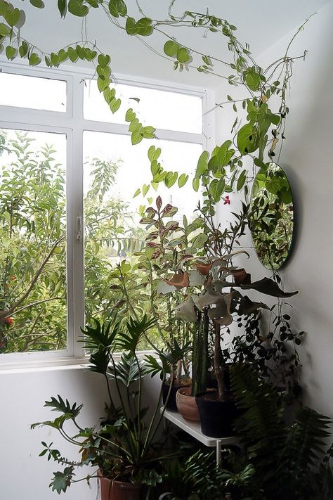 Vines traverse the walls and ceiling in Juliana de Lasse's Mexico home. Indoor Ivy, Ivy Plant Indoor, Planting Vines, Indoor Vines, Ivy Wall, Indoor Climbing, Garden Vines, Ivy Plants, Big Plants