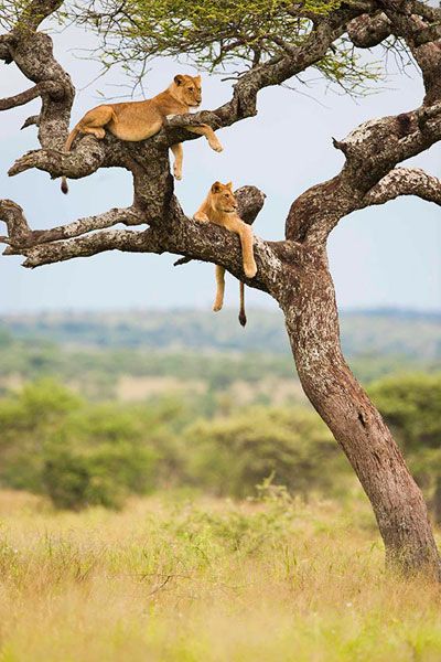 Photographic Safari To Tanzania Led by Paul Joynson-Hicks & Simon Stafford, 5th-12th July 2014 African Safari Aesthetic, Safari Aesthetic, Africa Safari Photography, Africa Safari Lodge, Ed Wallpaper, Safari Photography, Tanzania Travel, Safari Art, Africa Photography