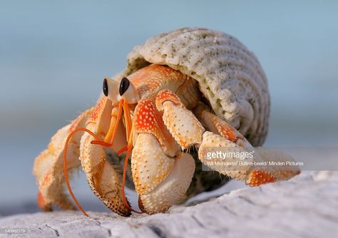 Coconut Crab, Hermit Crabs, Beautiful Sea Creatures, Hermit Crab, Aquatic Animals, Pretty Animals, Crustaceans, Marine Animals, Ocean Creatures