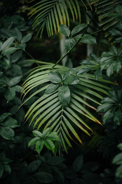 Bedroom Plant Ideas, Plant Ideas Indoor, Garden Design Tropical, House Plant Decor, Full Sun Container Plants, Bathroom Plant, Jungle Pictures, Big Leaf Plants, Tropical Core