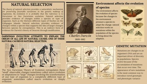 Theory of Evolution.   Edited by Shaira Real for our Bio PT Evolution Artwork Ideas, Science Notion Cover, Human Evolution Art, Evolution Aesthetic, Evolution Wallpaper, Charles Darwin Evolution, Evolution Theory, Evolution Artwork, Darwin Evolution