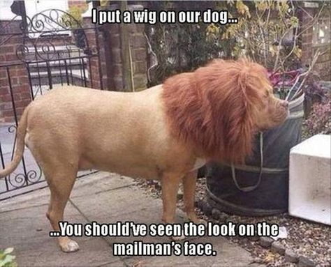 Funny Dog Memes, Funny Animal Quotes, School Memes, Funny Animal Jokes, 웃긴 사진, Memes Humor, Funny Animal Memes, Animal Jokes, Funny Animal Pictures