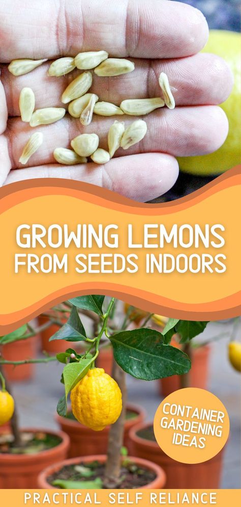 a hand holding organic lemon seeds and a lemon tree with fruit growing in a pot. Growing Lemons From Seeds Indoors, How To Grow A Lemon Tree From Cuttings, Grow Lemon From Seed, Planting Fruit Trees In Pots, Growing Lemon Trees Indoors, Grow Lemon Tree In Pot, Can You Grow A Lemon Tree From Seeds, Grow A Lemon Tree From Seed Indoors, Growing A Lemon Tree In A Pot