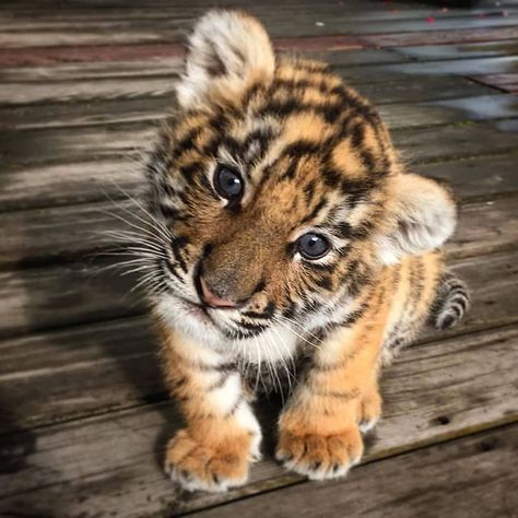 Animal on 🌍 on Instagram: “Follow @wildonplanet for more!  Baby tiger!!😍😄 By 📷 Unknown DM #Animalonplanet” Cubs Game Outfit, Cubs Wallpaper, Lioness And Cubs, Baby Cubs, Dachshund Funny, Leopard Cub, Wild Photography, Image Chat, Baby Tiger