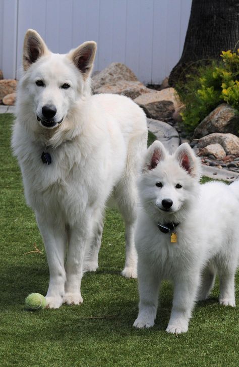 Absolute Dream White Swiss Shepherds in California | Berger Blanc Suisse puppies | Good Dog Swiss Shepherd Puppy, White Swiss Shepherd Dog, White Shepherd Dog, Swiss Shepherd Dog, Puppy Starter Kit, Swiss Shepherd, White Swiss Shepherd, Puppy Leash, White Shepherd