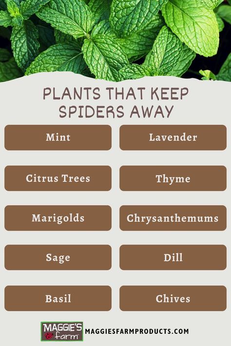 Plants That Keep Spiders Away infographic. Mint, lavender, citrus trees, thyme, marigolds, chrysanthemums, sage, dill, basil, chives. Plants That Repel Spiders, Spiders Repellent, Plant Care Houseplant, Bug Repellent, Citrus Trees, Plant Health, Yard Work, Edible Garden, Spiders