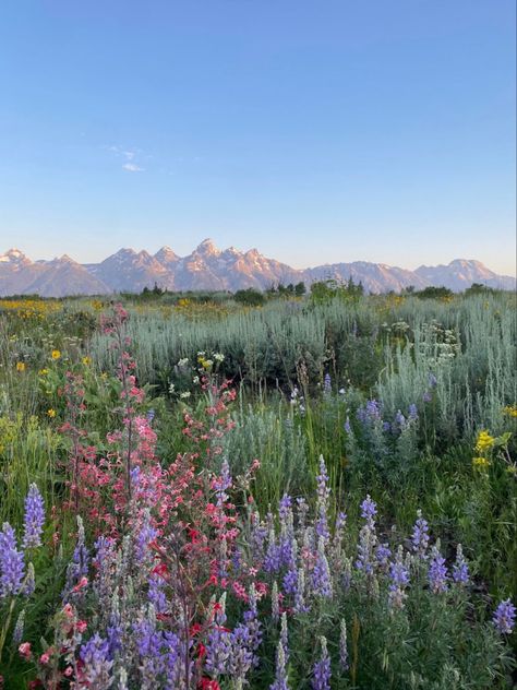 #flowers #wallpaperforyourphone #aesthetic #1 #flowerfield #scenery Pretty Flower Field, Nature Aesthetic Pictures, Color Cobre, Kings Of Leon, Nothing But Flowers, Pretty Landscapes, Pretty Flower, Pretty Sky, Nature Aesthetic