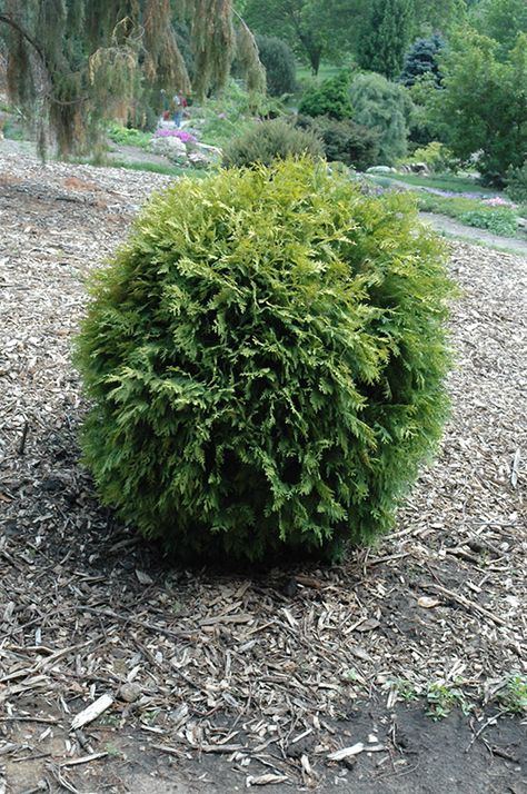 Golden Globe Arborvitae, Driveway Plants, Arborvitae Landscaping, Globe Arborvitae, Eastern White Cedar, Thuja Occidentalis, Plant Structure, Plant Home, White Cedar