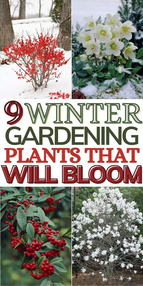 Winter Flowers Garden, Winter Gardening, Gardening Plants, Winter Plants, Front Landscaping, Garden Yard Ideas, Winter Flowers, Plants And Flowers, Flowers Wallpaper