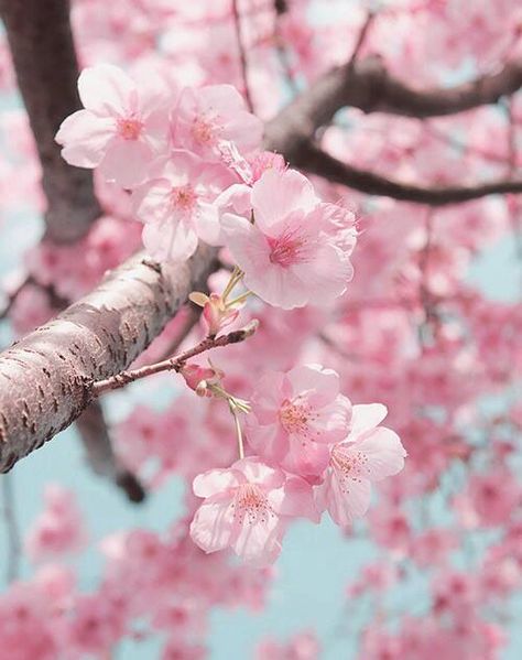 Cherry Blossom Wallpaper, Sakura Tree, Sakura Flower, Sakura Cherry Blossom, Cherry Blossom Flowers, Tapeta Pro Iphone, Trendy Flowers, Japanese Cherry Blossom, Cherry Blossom Tree