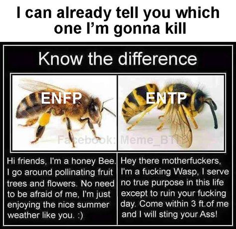 Entp Entp Relationship, Mbti Personality Chart, Enfp Entp Friendship, Esfp Entp Relationship, Enfp Vs Entp, Entp Enfp Relationships, Entp And Enfp Friendship, Entp X Enfp Relationship, Entj Enfp Relationship