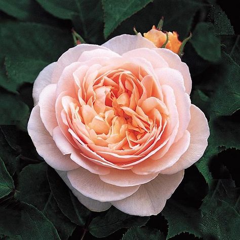 Juliet Rose • Very rare in the modern world and back in 2006 one grower sold his bloom for a staggering $15.8 million after harvesting it for as long as 15 years. Roses, Pink, David Austin, Green Leaves, Austin, Green