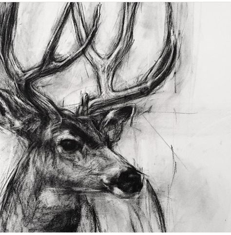 Deer Charcoal Drawing, Stag Reference, Charcoal Animals, Wildlife Sketches, Charcole Drawings, Easy Charcoal Drawings, Deer Sketch, Deer Artwork, Deer Drawing