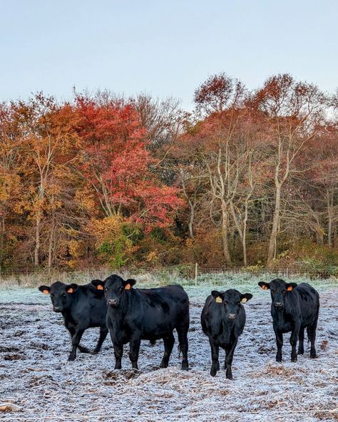 Angus Cows, Black Angus Cattle, Angus Cattle, Cattle Farming, Farm Life, New England, Cow, England, Animals