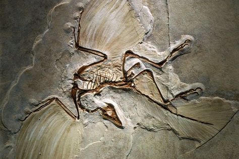 15 BEST Dinosaur Fossil Discoveries Of All Times | Bio Explorer Dinosaur History, Animal Skeleton, Feathered Dinosaurs, Ancient History Archaeology, Fossil Bones, Modern Birds, Paleo Art, The Good Dinosaur, Extinct Animals