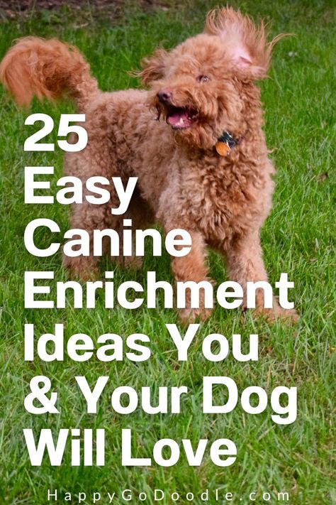 Happy Dog playing outside and the title 25 Easy Canine Enrichment Ideas You & Your Dog Will Love Dog Maze Diy, Dog Enrichment Ideas Diy, Dog Enrichment Ideas, Dog Enrichment Toys, Canine Enrichment, Dog Backyard, Brain Games For Dogs, Foods Ideas, Dog Enrichment