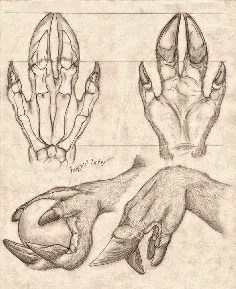 Animal Anatomy, Anatomy Study, Creature Drawings, Mythical Creatures Art, Creature Concept Art, Arte Fantasy, Anatomy Reference, Creature Concept, Art Refs