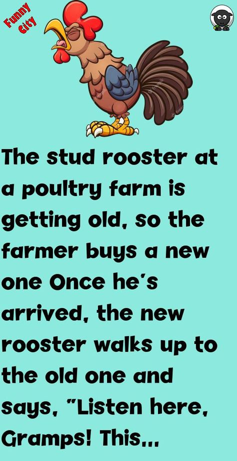 The stud rooster at a poultry farm is getting old, so the farmer buys a new oneOnce he's arrived, the new rooster walks up to the old one and says, “Listen here, Gramps! This whole farm is m.. #funny, #joke, #humor Funny Getting Older Quotes, Getting Older Quotes, Fun Jokes, Funny City, Funny Tips, Funny Marriage, Marriage Jokes, Clean Funny Jokes, Daily Jokes