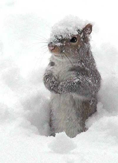 Winters Tafereel, Regnul Animal, Matka Natura, Winter Szenen, A Squirrel, Sweet Animals, Squirrels, Animal Photo, Winter Scenes