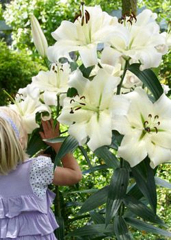 Tree Lily Tree Lily, Growing Lilies, Pieris Japonica, Growing Bulbs, Runaway Bride, Lily Bulbs, Daffodil Bulbs, Lily Plants, Garden Bulbs