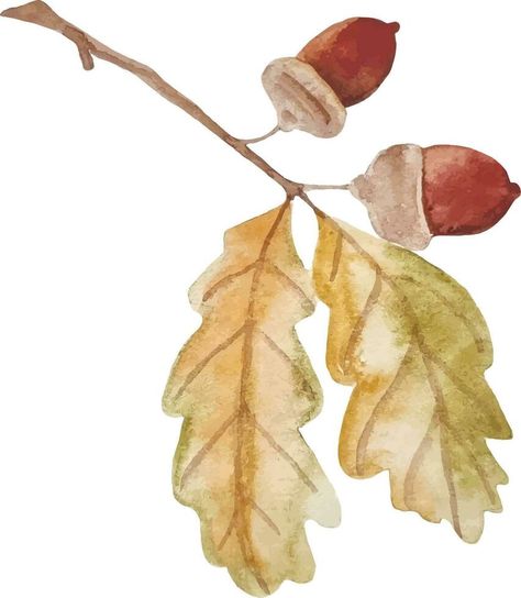 Watercolor hand drawn autumn oak branch with acorns clipart isolated on white background Oak Watercolor, Oak Branch, Background Background, Background White, Vector Clipart, White Background, Hand Drawn, Vector Free, How To Draw Hands