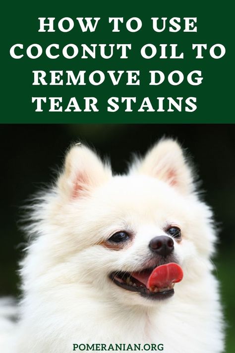 How to use coconut oil to remove dog tear stains. #dochlaggie #pomeranian Tear Stain Removal Dogs, Dog Grooming Diy, Dog Tear Stains, Coconut Oil For Dogs, Dog Remedies, Tears In Eyes, Oils For Dogs, Working Dog, Train Your Dog