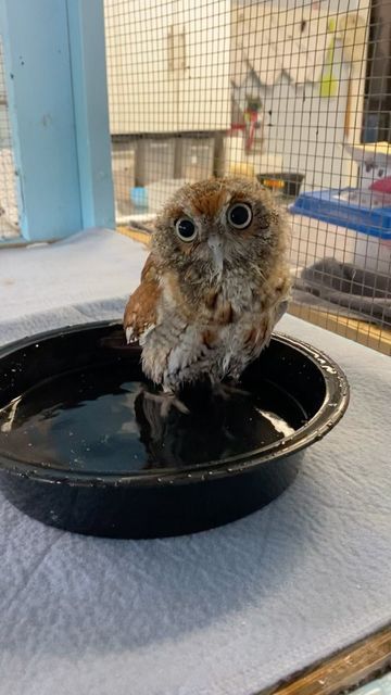 ECSS Sweetbriar Wildlife Rehab on Instagram: "Make sure to wait for it! Meet Newton, she is one of the newest permanent members of our Sweetbriar family. She loves to take baths. Unfortunately,a well meaning human raised this screech-owl all alone. When a baby animal is cared for by a human, they think they are human and there is no way of changing that thought. It is known as imprinting. Why is imprinting a bad thing? Well, when this owl matures and wants to mate she will try to find a human p Wildlife Rehabilitation Aesthetic, Wildlife Rehabilitation, Vet School, Screech Owl, All Alone, Cute Wild Animals, Zoology, All Birds, Veterinarian