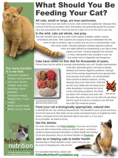 Raw Cat Food Recipes, Homemade Cat Food, Cat Diet, Cat Nutrition, Homemade Cat, Cat Care Tips, Kitten Care, Animal Nutrition, Dry Cat Food