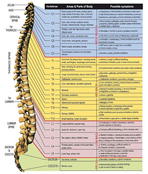 The health of your spine is vital for the health and function of every organ and system in your body. Are you experiencing any of these… Chakra Health, Spinal Nerve, Spine Health, Chiropractic Care, Anatomy And Physiology, Reflexology, Sciatica, Human Anatomy, Health Info