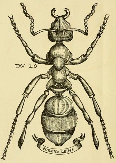 Insect Anatomy, Ant Tattoo, Note Cards Handmade, Strange Events, Science Illustration, Bug Art, Arthropods, Insect Art, Scientific Illustration