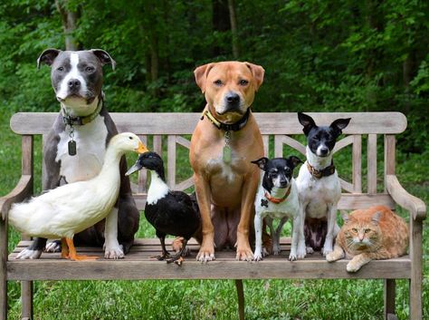 Four Dogs, Two Ducks, and a Cat All Live Together as One Big Happy Family Unusual Animal Friendships, Výtvarné Reference, Animals Friendship, Animal Groups, Weird Animals, Cute Cats And Dogs, Happy Family, Sweet Animals, Family Pet