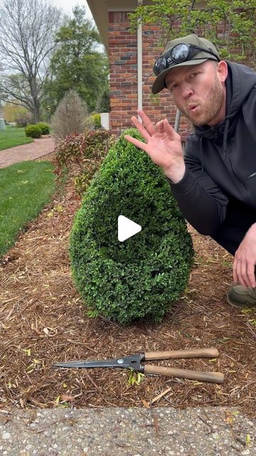 Shaping Boxwood Bushes, How To Trim Bushes, Boxwood Bush, Edward Scissor, Boxwood Landscaping, Scissor Hands, Shrubs For Landscaping, Boxwood Garden, Flowering Bushes