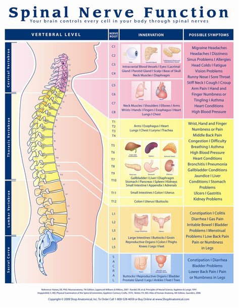 Discover Why Proper Spinal Nerve Function Is CRUCIAL To Your Health & Wellbeing! Spinal Nerves Anatomy, Nose Sores, Remedy For Sinus Congestion, Nerve Anatomy, Nervus Vagus, Allergy Eyes, Brain Nerves, Sinus Problems, Spinal Nerve