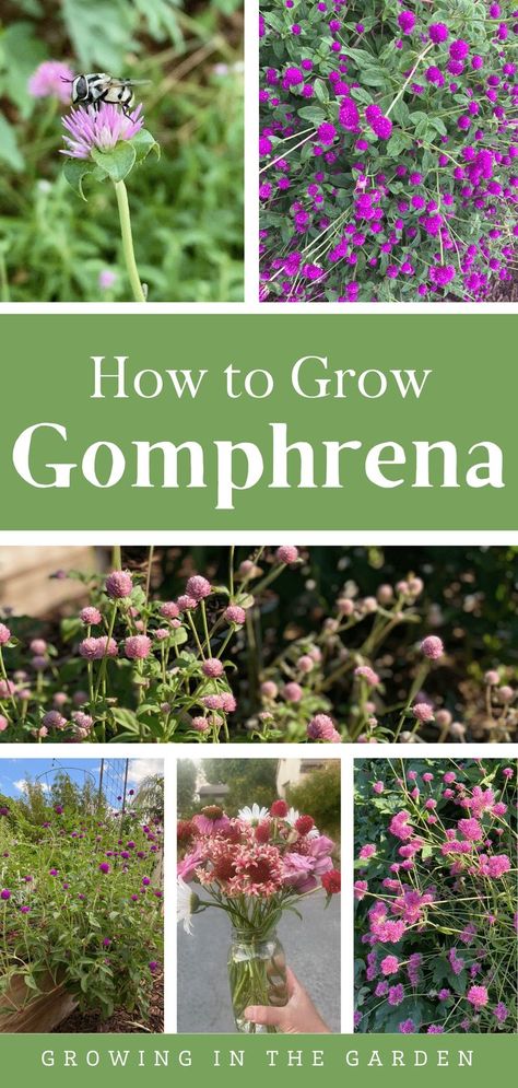 Gomphrena (also called globe amaranth) is easy to grow, drought and disease-resistant, has long-lasting blooms, and thrives in hot summers. The bright pops of pink, white, purple, and red are much needed and appreciated during hot weather. Learn how to grow globe amaranth with these five tips. Amaranth Flower, Arizona Gardening, Globe Amaranth, Flowering Shrubs, Amaranth, Growing Flowers, Herb Garden, How To Grow, Garden Beds