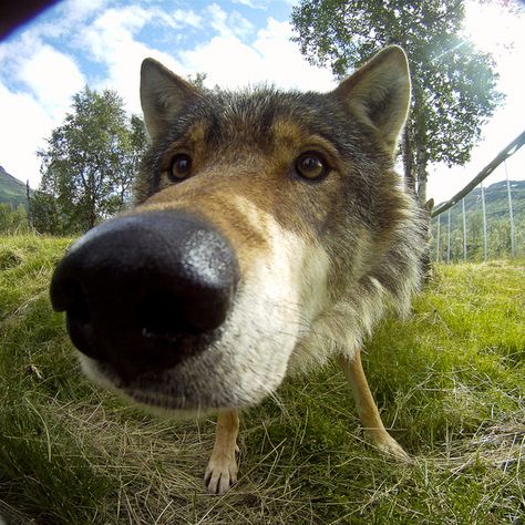 You have a rocket-schnoz. | 32 Signs You Are Literally A Badass Wolf IRL Animal Noses, Dog Nose, Wolf Love, Wolf Pictures, Silly Animals, Wolf Dog, Cute Creatures, Animal Wallpaper, Animal Photo