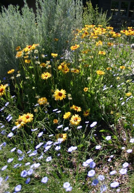 Montana Gardening, Montana Landscaping, Montana Garden, Big Timber Montana, Xeriscape Plants, Xeriscape Front Yard, Native Plant Landscape, Farmhouse Yard, Xeriscape Landscaping