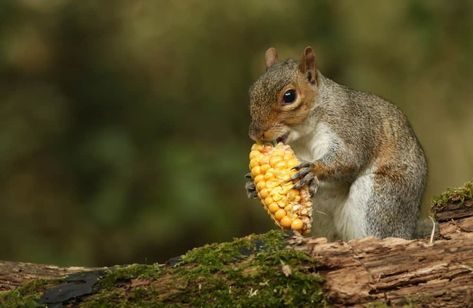 Food For Squirrels, What To Feed Squirrels, What Do Squirrels Eat, Feeding Squirrels, Squirrel Food, Animal Treats, Squirrel Feeders, Habitat Garden, Squirrel Feeder