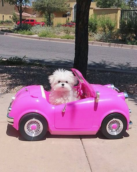 Get In Loser We're Going Shopping, Bichon Dog, Dog Mommy, Get In Loser, Going Shopping, Cute Animals Puppies, Very Cute Dogs, Funny Animal Photos, Cute Little Puppies