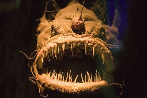 Interesting! 19 Creatures From The Mariana Trench Humpback Anglerfish, Scary Fish, Mariana Trench, Ugly Animals, Creature Marine, Fauna Marina, Marianas Trench, Deep Sea Creatures, Angler Fish