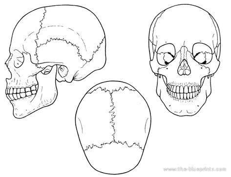 Human Skull Anatomy, Skull Template, Skull Anatomy, Anatomy Coloring Book, Anatomy Bones, Human Body Parts, Human Anatomy Drawing, Medical School Studying, Nursing School Notes