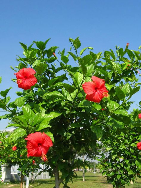 Hibiscus rosa-sinensis (Chinese Hibiscus, China Rose) → Plant characteristics and more photos at: http://worldoffloweringplants.com/?p=99  "A flower cannot blossom without sunshine, and man cannot live without love." - Max Muller Hibiscus Tree, Hibiscus Garden, Hibiscus Rosa Sinensis, Hibiscus Plant, China Rose, Planting Shrubs, Water Gardens, Peonies Garden, Planting Roses