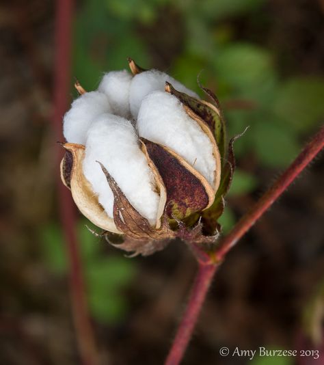 cotton boll Aesthetic Plant, Cotton Candy Nails, Cotton Painting, Rose Street, Candy Nails, Cotton Skirts, Short Plants, Cotton Boll, Cotton Stems