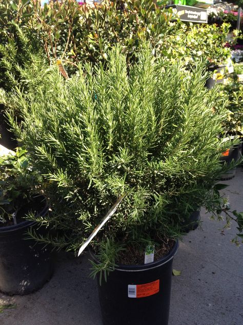 Tuscan blue Rosemary Tuscan Blue Rosemary, Rosemary, Landscaping, Plants, Flowers, Blue