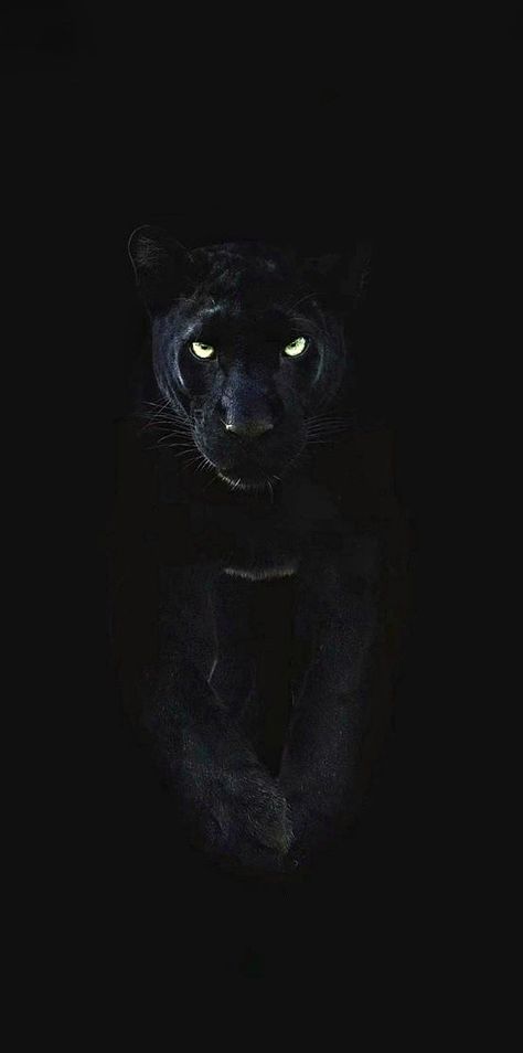 #cats
#panthers Panther Spirit Animal, Panther Spirit, Wild Panther, Black Panther Cat, Panther Cat, Animal Spirit Guide, Black Jaguar, Black N White, Animal Wallpaper