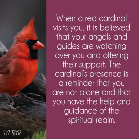 Meaning Of Red Cardinal At Window, red cardinal symbolism, red cardinal spiritual meaning Red Cardinal Meaning, Cardinal Birds Meaning, Cardinal Meaning, Meaning Of Red, Bird Meaning, Oshun Goddess, Wont He Do It, Shadow Work Spiritual, Red Moles