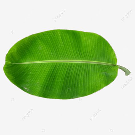 Leaf Png, Bar Counter Design, Leaves Png, Banana Palm, New Year Illustration, Leaf Ornament, Leaf Illustration, Leaf Border, Green Banana